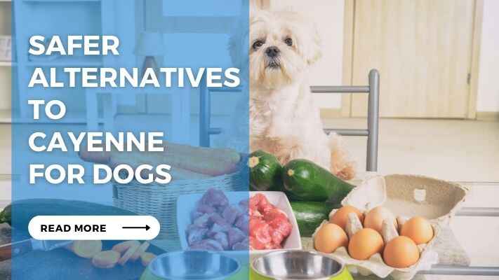 Safer Alternatives to Cayenne for Dogs