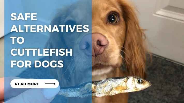 Safe Alternatives to Cuttlefish for Dogs