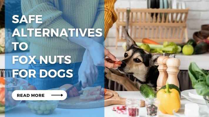 Safe Alternatives to Fox Nuts for Dogs