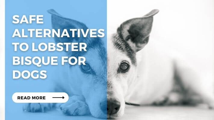 Safe Alternatives to Lobster Bisque for Dogs