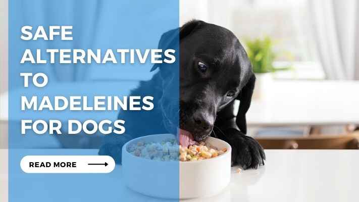 Safe Alternatives to Madeleines for Dogs