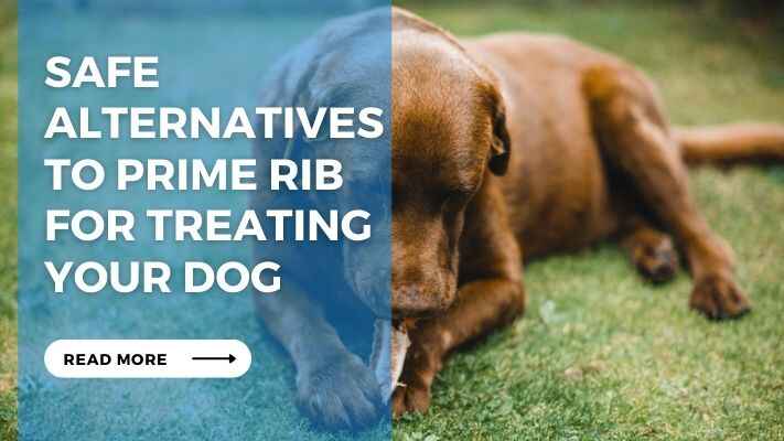 Safe Alternatives to Prime Rib for Treating Your Dog