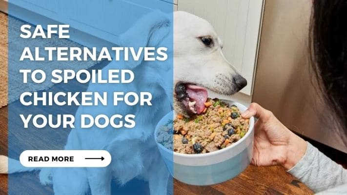 Safe Alternatives to Spoiled Chicken for Your Dogs