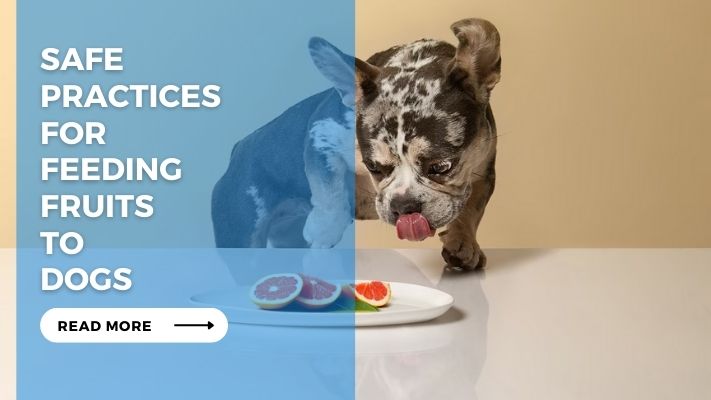 Safe Practices for Feeding Fruits to Dogs