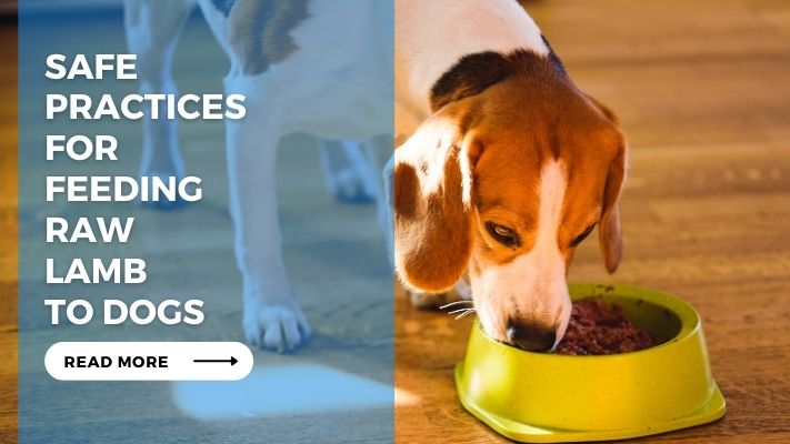 Safe Practices for Feeding Raw Lamb to Dogs