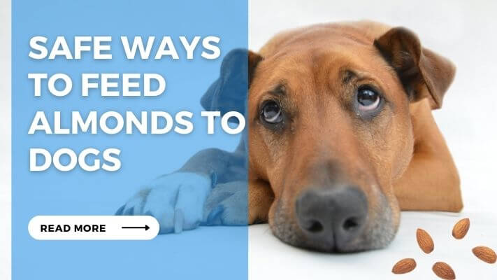 Safe Ways to Feed Almonds to Dogs
