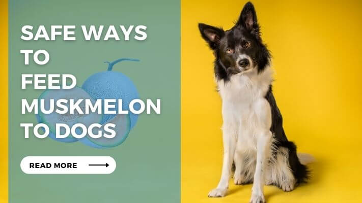 Safe Ways to Feed Muskmelon to Dogs