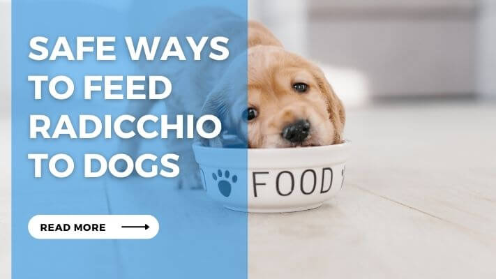 Safe Ways to Feed Radicchio to Dogs