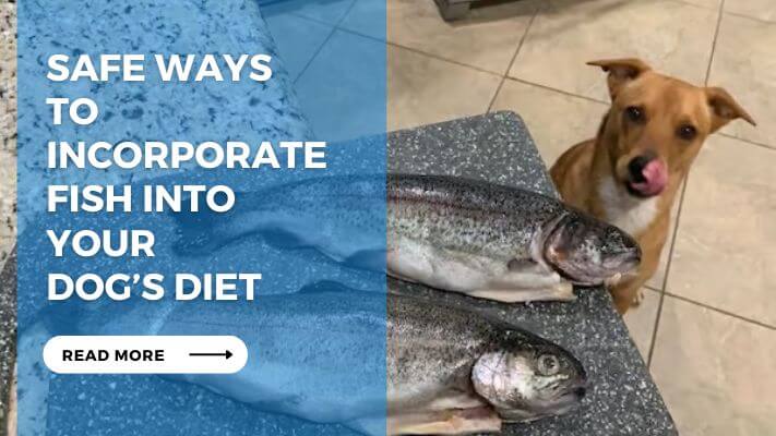 Safe Ways to Incorporate Fish into Your Dog’s Diet