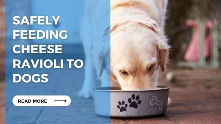 Safely Feeding Cheese Ravioli to Dogs