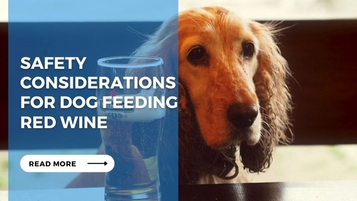 Safety Considerations for Dog feeding Red Wine