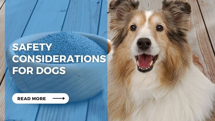 Safety Considerations for Dogs