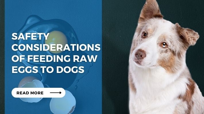 Safety Considerations of Feeding Raw Eggs to Dogs