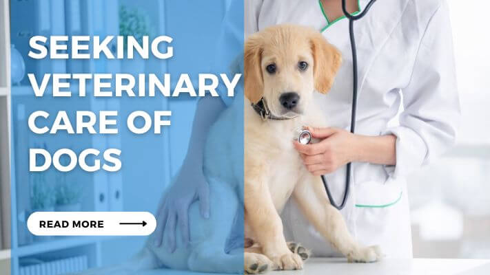 Seeking Veterinary Care of Dogs