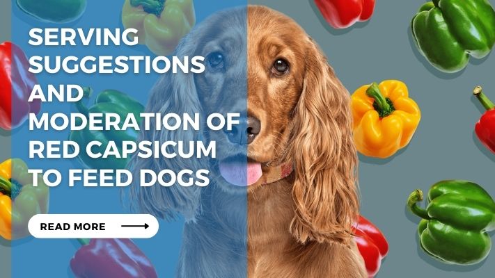 Serving Suggestions and Moderation of Red Capsicum to Feed Dogs