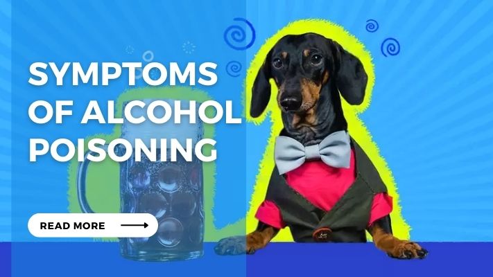 Symptoms  of Alcohol Poisoning