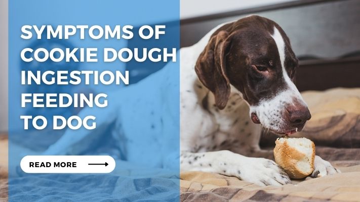 Symptoms of Cookie Dough Ingestion feeding to dog