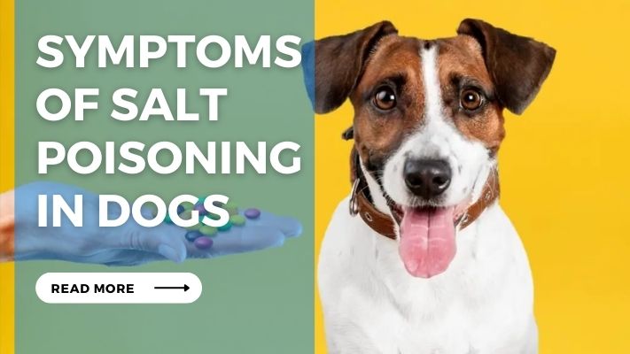 Symptoms  of Salt Poisoning  in Dogs