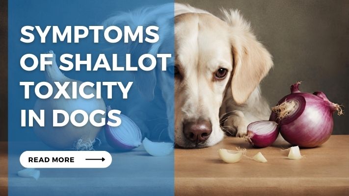 Symptoms  of Shallot Toxicity  in Dogs