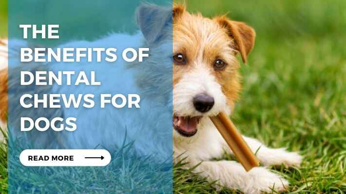 The Benefits of Dental Chews for Dogs