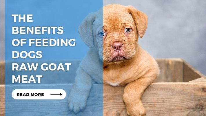 The Benefits of Feeding Dogs Raw Goat Meat