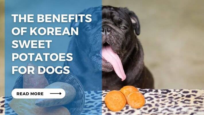 The Benefits of Korean Sweet Potatoes for Dogs