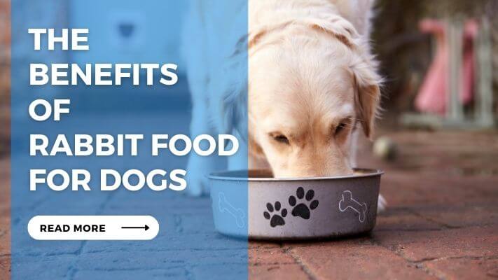 The Benefits of Rabbit Food for Dogs