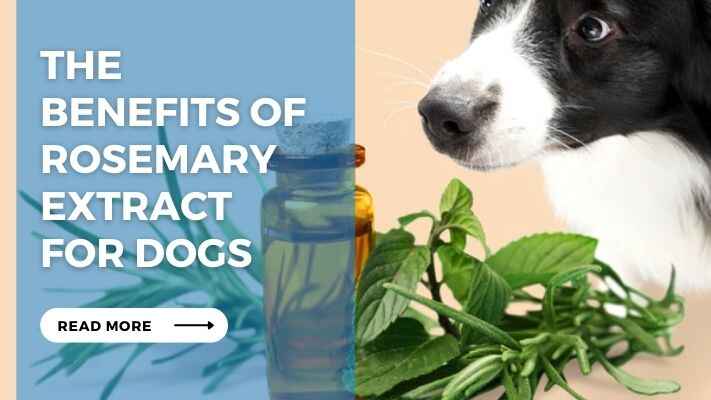 The Benefits of Rosemary Extract for Dogs