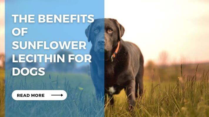 The Benefits of Sunflower Lecithin for Dogs