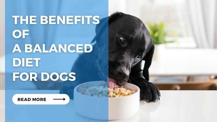 The Benefits of a Balanced Diet for Dogs