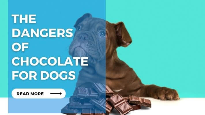 The Dangers of Chocolate for Dogs