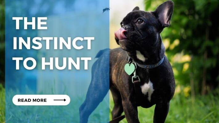 The Instinct To Hunt