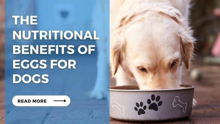 The Nutritional Benefits of Eggs for Dogs