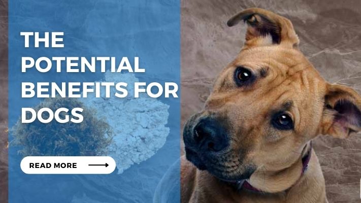 The  Potential Benefits for Dogs