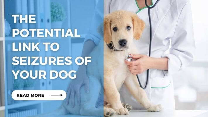 The Potential Link to Seizures of Your Dog