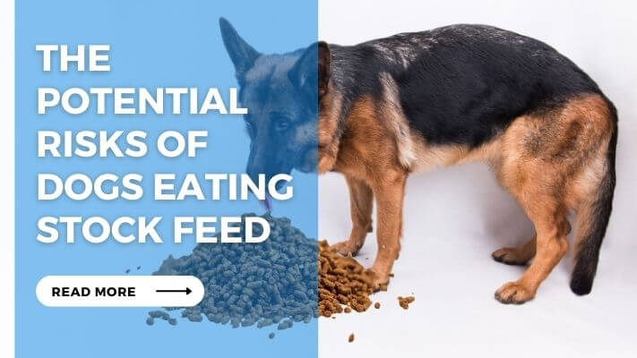 The Potential Risks of Dogs Eating Stock Feed