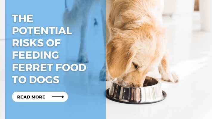 The Potential Risks of Feeding Ferret Food to Dogs