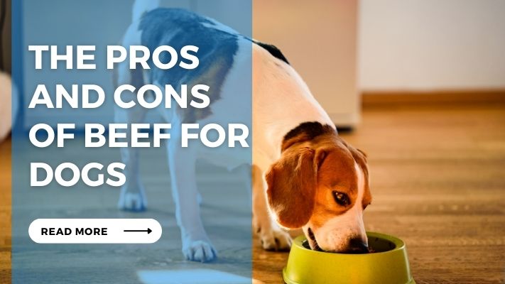 The Pros  and Cons  of Beef for Dogs