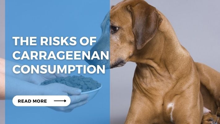 The Risks of Carrageenan Consumption