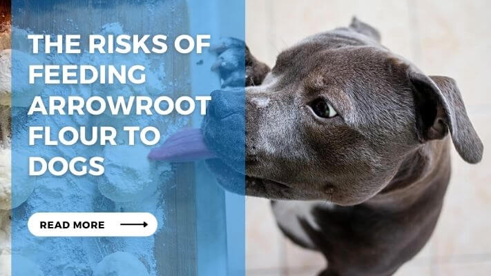 The Risks of Feeding Arrowroot Flour to Dogs