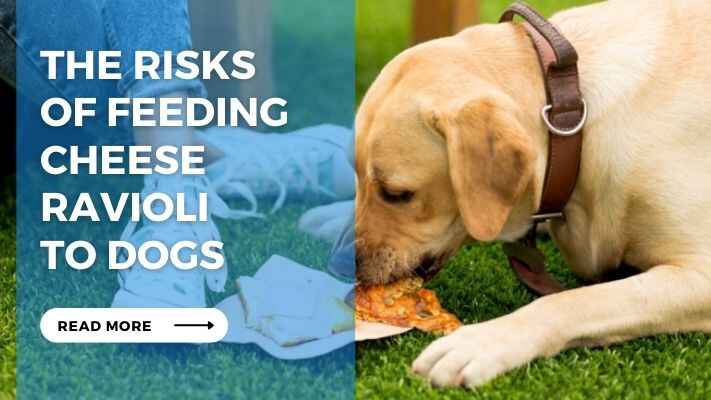 The Risks of Feeding Cheese Ravioli to Dogs