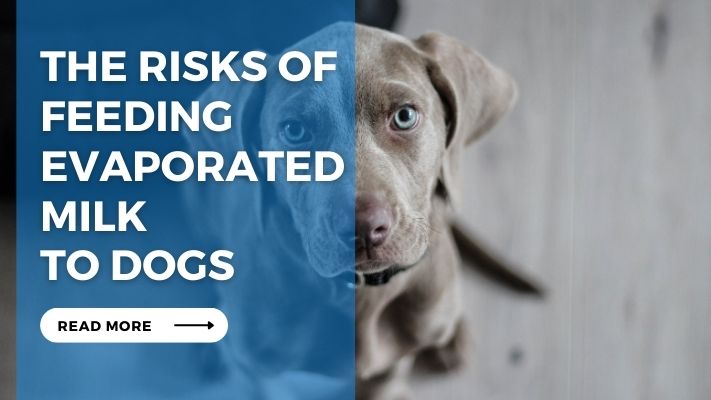 The Risks of Feeding Evaporated Milk to Dogs