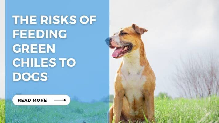 The Risks of Feeding Green Chiles to Dogs