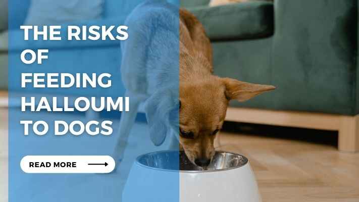 The Risks of Feeding Halloumi to Dogs