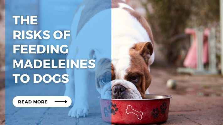 The Risks of Feeding Madeleines to Dogs