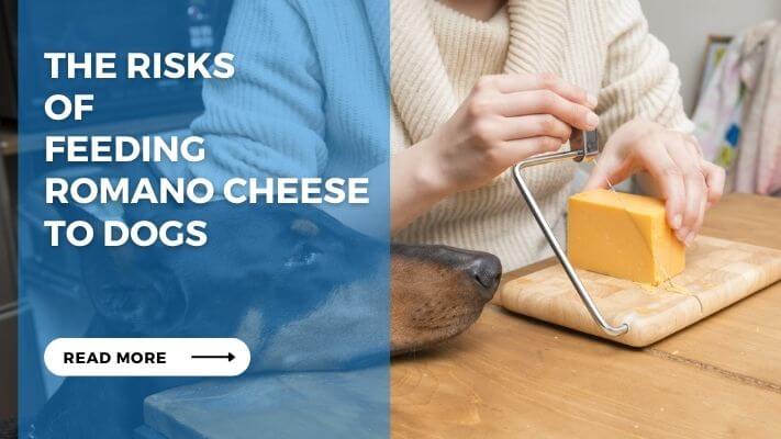 The Risks of Feeding Romano Cheese to Dogs