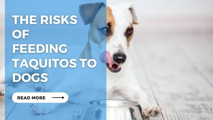 The Risks of Feeding Taquitos to Dogs