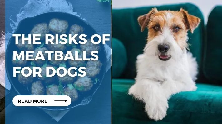 The Risks of Meatballs for Dogs