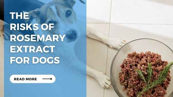 The Risks of Rosemary Extract for Dogs