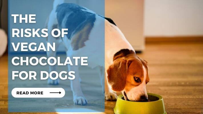 The Risks of Vegan Chocolate for Dogs